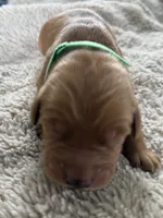 Murphy, a male Golden Retriever for sale in Sebeka, MN – Photo 3 of 5