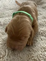 Murphy, a male Golden Retriever for sale in Sebeka, MN – Photo 4 of 5