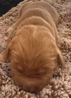 Murphy, a male Golden Retriever for sale in Sebeka, MN – Photo 2 of 5