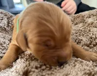 Murphy, a male Golden Retriever for sale in Sebeka, MN – Photo 1 of 5