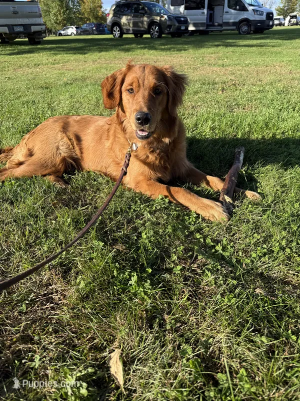 Piper  – Golden Retriever puppy for sale in Sebeka, MN