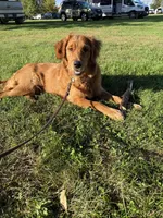 Piper , a female Golden Retriever for sale in Sebeka, MN – 1 of 10