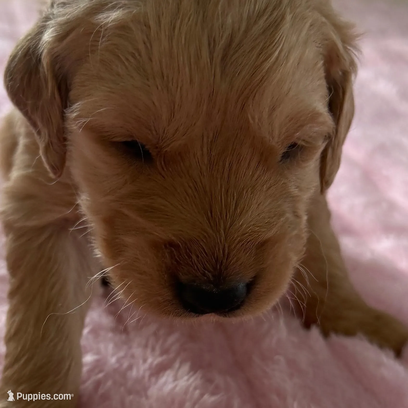 Reed, a male Golden Retriever for sale in Sebeka, MN – Photo 2 of 10