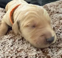 Reed, a male Golden Retriever for sale in Sebeka, MN – Photo 7 of 10