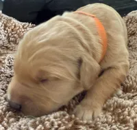 Reed, a male Golden Retriever for sale in Sebeka, MN – Photo 8 of 10