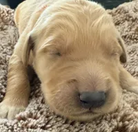 Reed, a male Golden Retriever for sale in Sebeka, MN – Photo 6 of 10