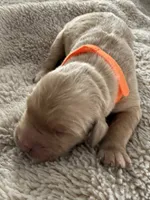 Reed, a male Golden Retriever for sale in Sebeka, MN – Photo 9 of 10