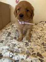Pink Female, a female Golden Retriever for sale in Sebeka, MN – 2 of 2