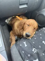 Piper , a female Golden Retriever for sale in Sebeka, MN – 5 of 10