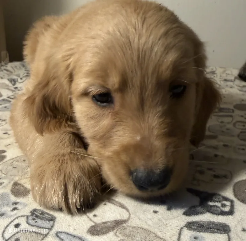 Red Male – Golden Retriever puppy for sale in Sebeka, MN