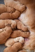 Rues Litter, a male Golden Retriever for sale in Sebeka, MN – Photo 2 of 2