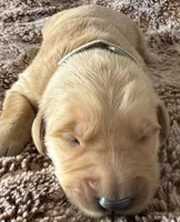 Ace, a male Golden Retriever for sale in Sebeka, MN – Photo 7 of 10