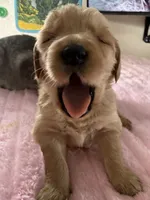 Ace, a male Golden Retriever for sale in Sebeka, MN – Photo 2 of 10