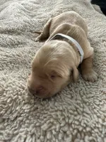 Ace, a male Golden Retriever for sale in Sebeka, MN – Photo 9 of 10