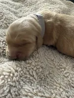 Ace, a male Golden Retriever for sale in Sebeka, MN – Photo 8 of 10