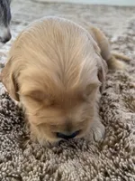 Ace, a male Golden Retriever for sale in Sebeka, MN – Photo 6 of 10