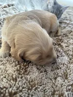 Ace, a male Golden Retriever for sale in Sebeka, MN – Photo 5 of 10