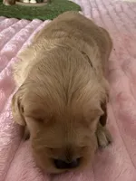 Ace, a male Golden Retriever for sale in Sebeka, MN – Photo 4 of 10