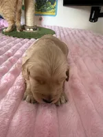 Ace, a male Golden Retriever for sale in Sebeka, MN – Photo 3 of 10