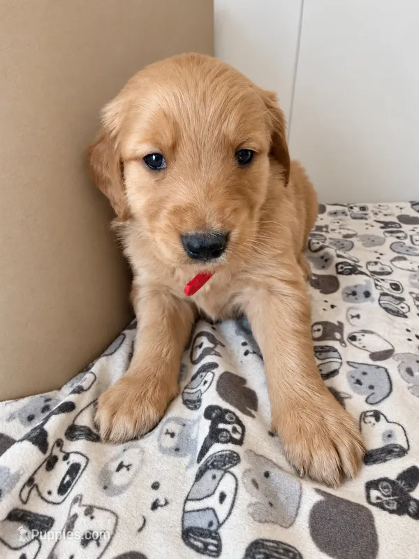 Red Male – Golden Retriever puppy for sale in Sebeka, MN