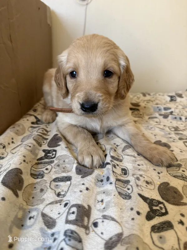 Brown Male – Golden Retriever puppy for sale in Sebeka, MN