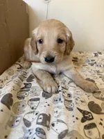 Brown Male, a female Golden Retriever for sale in Sebeka, MN – 1 of 2