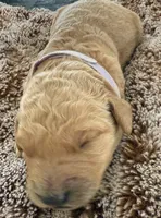 Raven, a female Golden Retriever for sale in Sebeka, MN – Photo 7 of 10