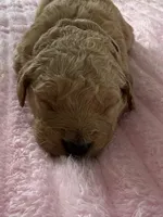 Raven, a female Golden Retriever for sale in Sebeka, MN – Photo 4 of 10