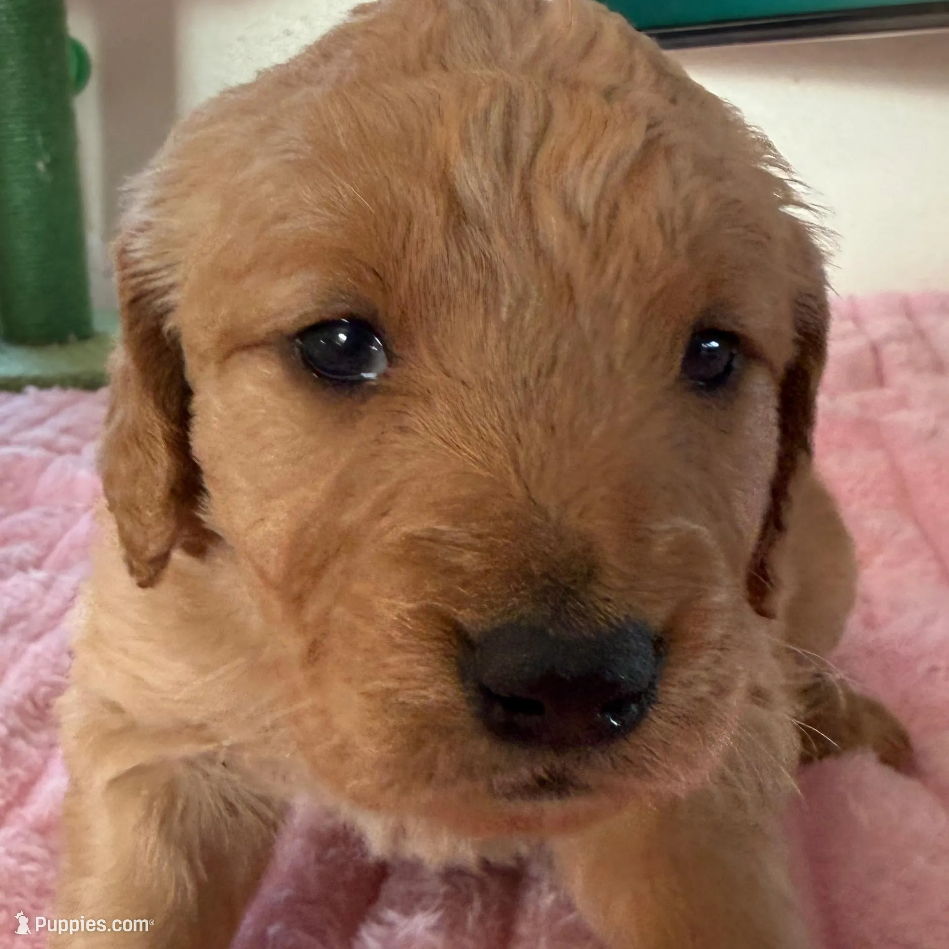 Raven, a female Golden Retriever for sale in Sebeka, MN – Photo 2 of 10