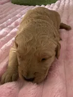 Raven, a female Golden Retriever for sale in Sebeka, MN – Photo 5 of 10