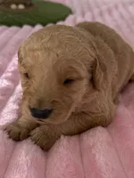 Raven, a female Golden Retriever for sale in Sebeka, MN – Photo 3 of 10