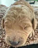 Raven, a female Golden Retriever for sale in Sebeka, MN – Photo 8 of 10