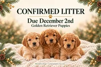 Golden Retiever Litter, a  Golden Retriever for sale in Sebeka, MN – 1 of 1