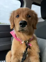 Piper , a female Golden Retriever for sale in Sebeka, MN – 8 of 10