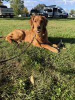 Piper , a female Golden Retriever for sale in Sebeka, MN – 3 of 10