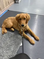 Piper , a female Golden Retriever for sale in Sebeka, MN – 6 of 10