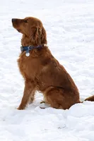 Bella, a female Golden Retriever for sale in Sebeka, MN – 3 of 4
