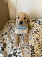 Light Blue Male, a male Golden Retriever for sale in Sebeka, MN – 2 of 2