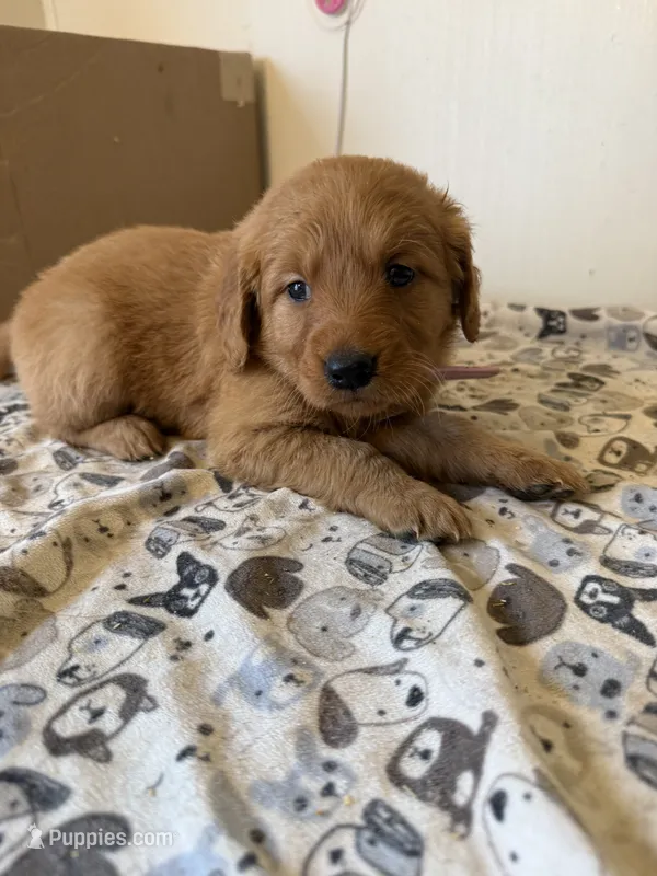 Pink Female – Golden Retriever puppy for sale in Sebeka, MN