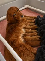 Bella, a female Golden Retriever for sale in Sebeka, MN – 2 of 4