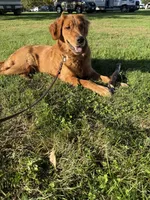 Piper , a female Golden Retriever for sale in Sebeka, MN – 4 of 10