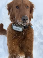 Bella, a female Golden Retriever for sale in Sebeka, MN – 4 of 4