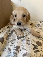 Brown Male, a female Golden Retriever for sale in Sebeka, MN – 2 of 2