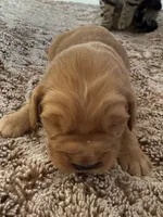 Dash, a male Golden Retriever for sale in Sebeka, MN – Photo 4 of 10