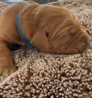 Dash, a male Golden Retriever for sale in Sebeka, MN – Photo 8 of 10