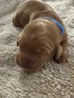 Dash, a male Golden Retriever for sale in Sebeka, MN – Photo 9 of 10