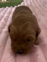 Dash, a male Golden Retriever for sale in Sebeka, MN – Photo 3 of 10