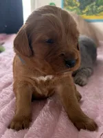 Dash, a male Golden Retriever for sale in Sebeka, MN – Photo 1 of 10
