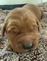 Dash, a male Golden Retriever for sale in Sebeka, MN – Photo 6 of 10