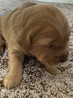 Dash, a male Golden Retriever for sale in Sebeka, MN – Photo 5 of 10